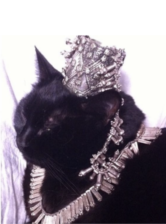 Grainy photograph of a black cat wearing regal silver jewellery