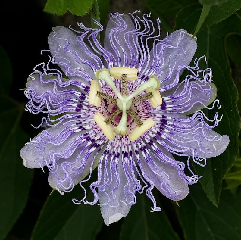 Close-up of a passion flower